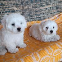 Cuccioli maltesi