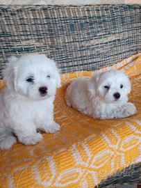 Cuccioli maltesi