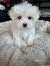 Maltesi mini maltese