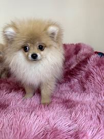 Spitz Pomerania