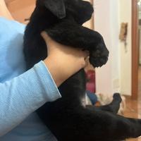 Ultima cucciola di Labrador