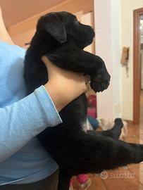 Ultima cucciola di Labrador