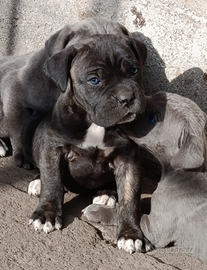 Cucciola Cane Corso Nera Tigrata