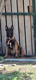 Cucciola malinois