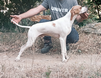 Cucciolone pointer inglese