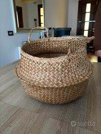 Cestino pianta erbacea