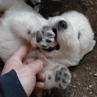 Cuccioli di Pastore maremmano Abruzzese