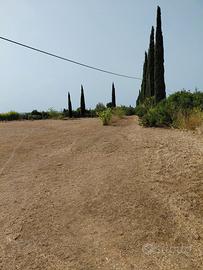 terreno agricolo con oliveto