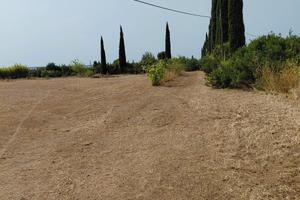 terreno agricolo con oliveto