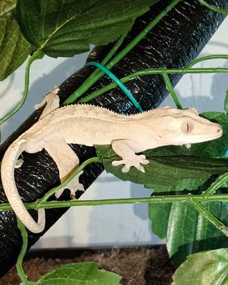 Geco ciliatus più teca