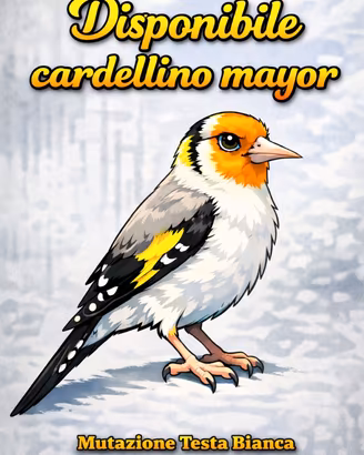 Cardellino Mayor