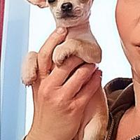 Chihuahua cuccioli figli di campione