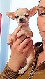 Chihuahua cuccioli figli di campione