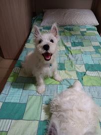 West highland White terrier con pedigree enci