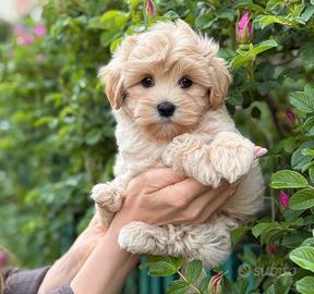Maltipoo maschio