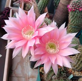 Echinopsis fiori rosa 2