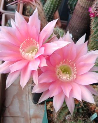 Echinopsis fiori rosa 2
