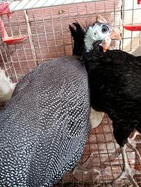 Gallina faraone 