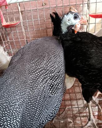 Gallina faraone 
