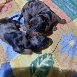 Cuccioli bassotto nano arlecchino silver