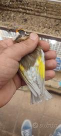Cardellino aurora fheo