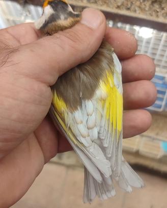 Cardellino aurora fheo