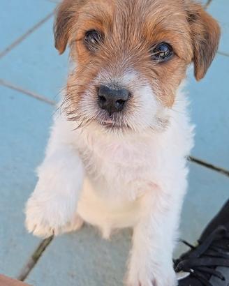 Jack Russell Terrier pedigree ENCI - broken/ruvidi