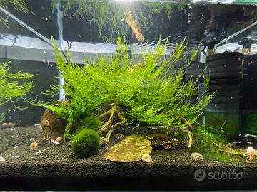 Pianta/muschio per acquario Cristmass moss