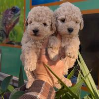 Cuccioli di barboncini crema scuro