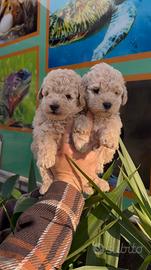 Cuccioli di barboncini crema scuro