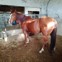 Cavalla e puledro quarter con documenti AIA