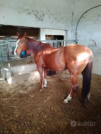 Cavalla e puledro quarter con documenti AIA