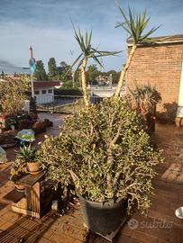Grandi piante Grasse e Succulente in vaso