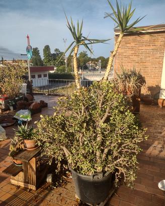 Grandi piante Grasse e Succulente in vaso