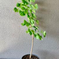 Pianta di Gingko Biloba giapponese.