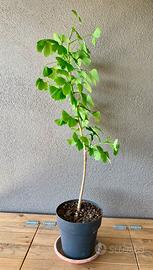 Pianta di Gingko Biloba giapponese.