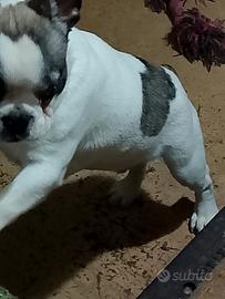 Cucciolo di bulldog francese Toy