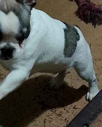 Cucciolo di bulldog francese Toy