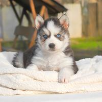 Cucciolo di Siberian Husky in pronta consegna