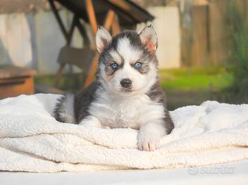Cucciolo di Siberian Husky in pronta consegna