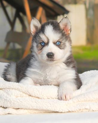 Cucciolo di Siberian Husky in pronta consegna