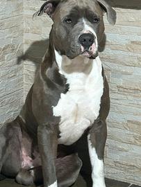 Pitbull