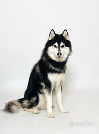 Siberian Husky con Pedigree