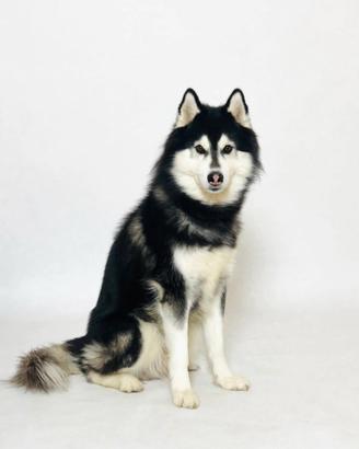 Siberian Husky con Pedigree