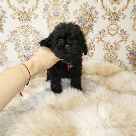 Maltipoo coreano mini Toy teacup Total black