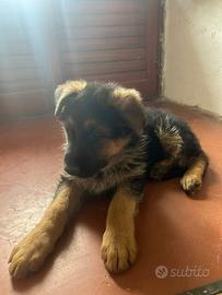 Cucciolo pastore tedesco