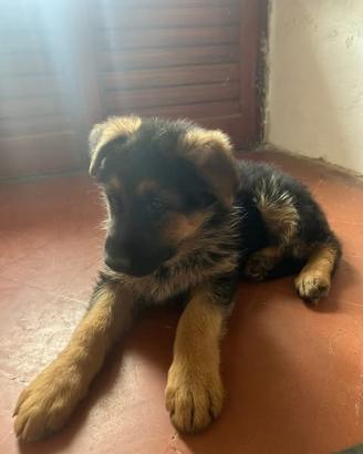 Cucciolo pastore tedesco