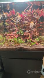 acquario aqpet rear 50 con mobile