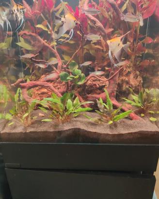 acquario aqpet rear 50 con mobile