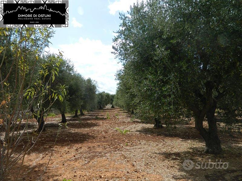TERRENO 13.000mq - Valle d'Itria - OSTUNI - Vista 3